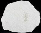 Fossil Lobster (Palinurina) - Solnhofen Limestone, Germany #24720-2